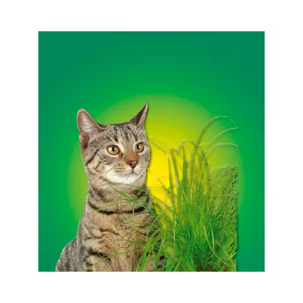 Kerbl Hierba para Gato - Snack para gato