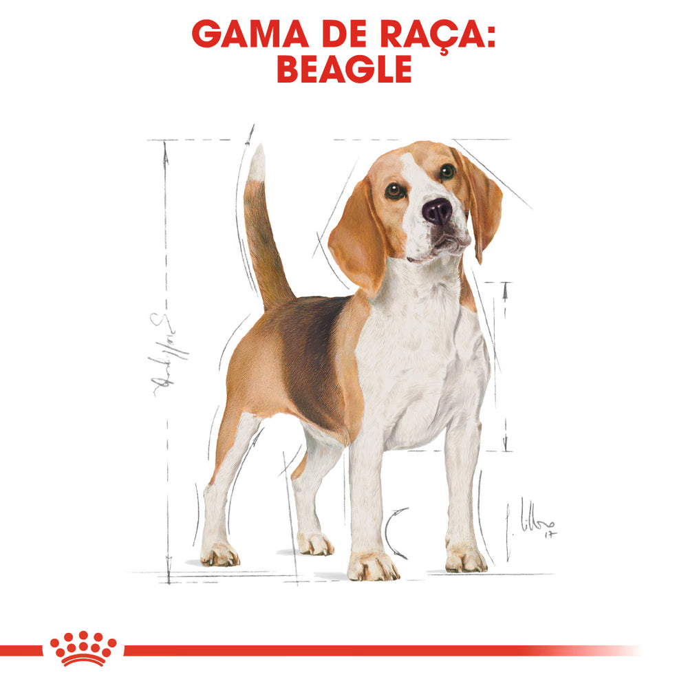 Royal Canin Cão Beagle Adulto Aves - Ração seca para cão para controlo de peso