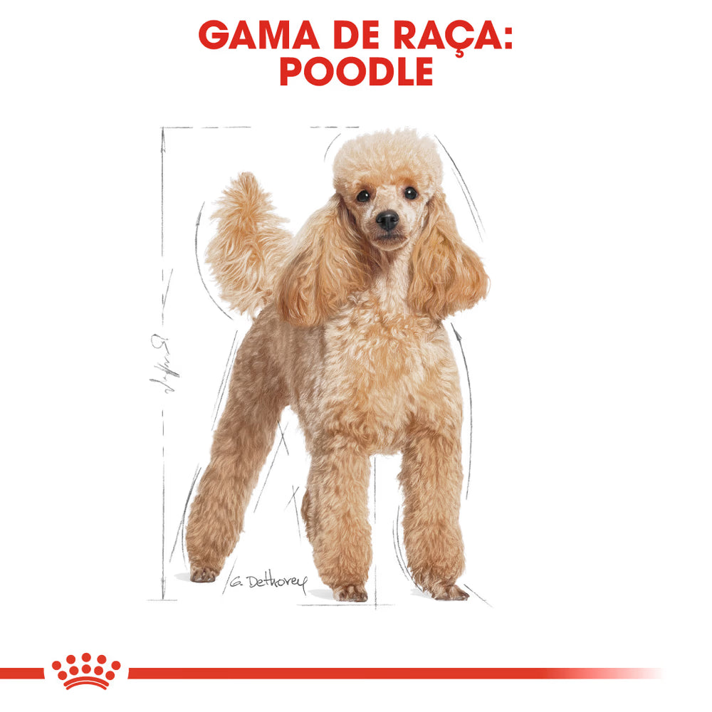 Royal Canin Perro Caniche Adulto Carne de Aves - Pienso seco para perro