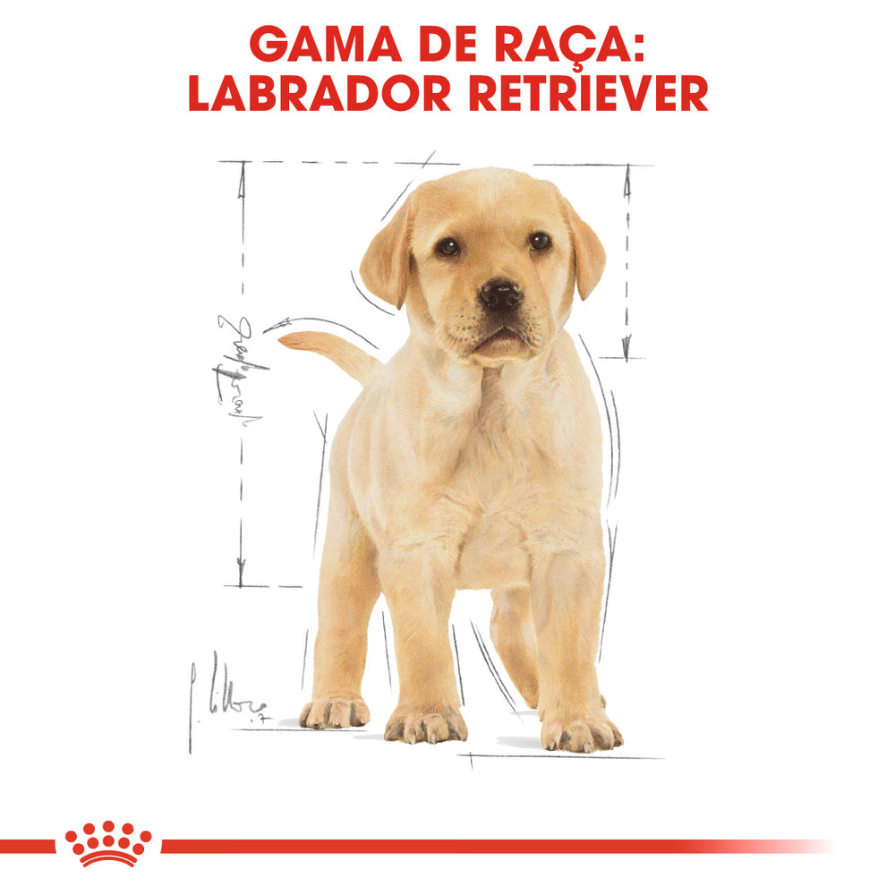 Royal Canin Perro Labrador Retriever Cachorro Aves - Pienso seco para perro