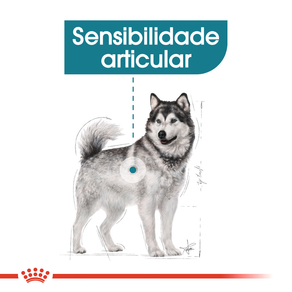 Royal Canin Perro Maxi Joint Care Aves - Pienso seco para perro para soporte articular