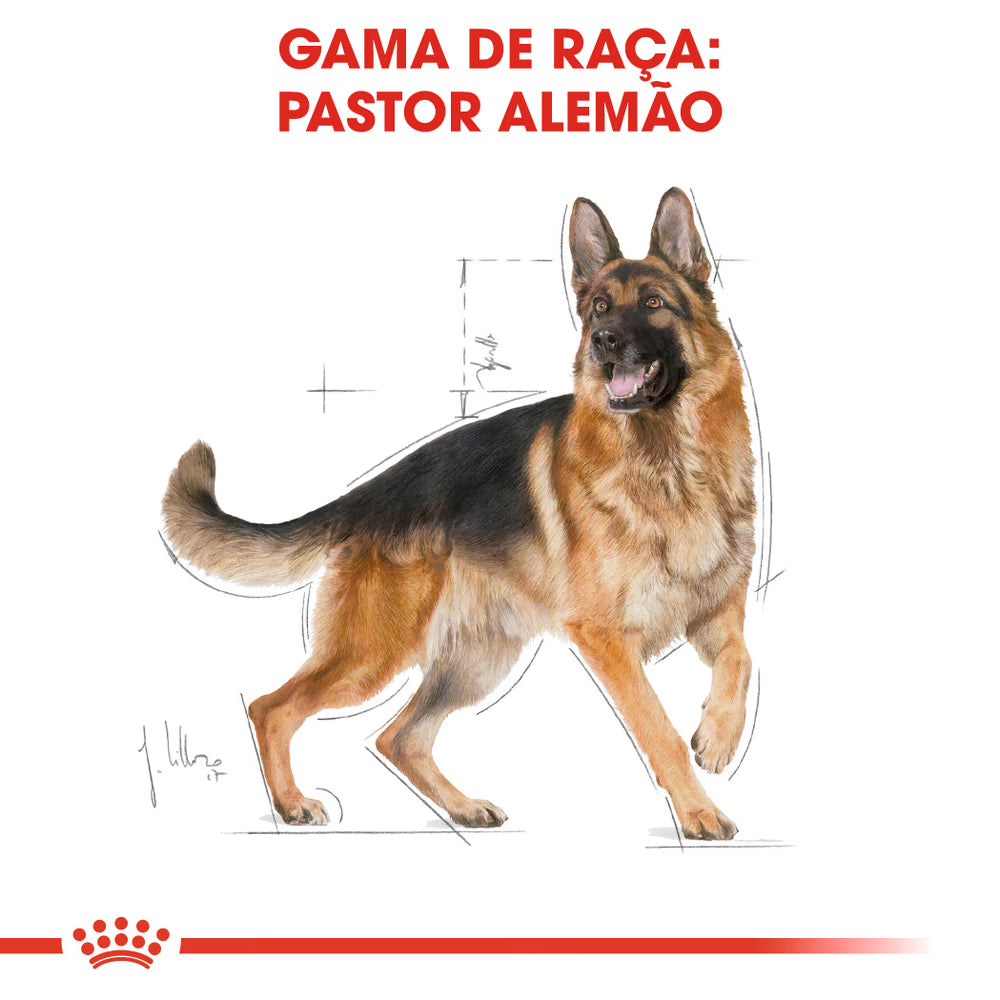 Royal Canin Cão Pastor Alemão Adulto Aves - Ração seca para cão