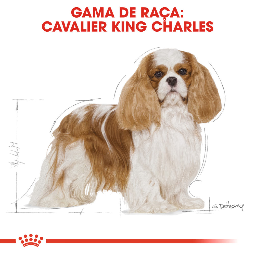 Royal Canin Cavalier King Charles Adult Dog - Dry food for dogs with poultry