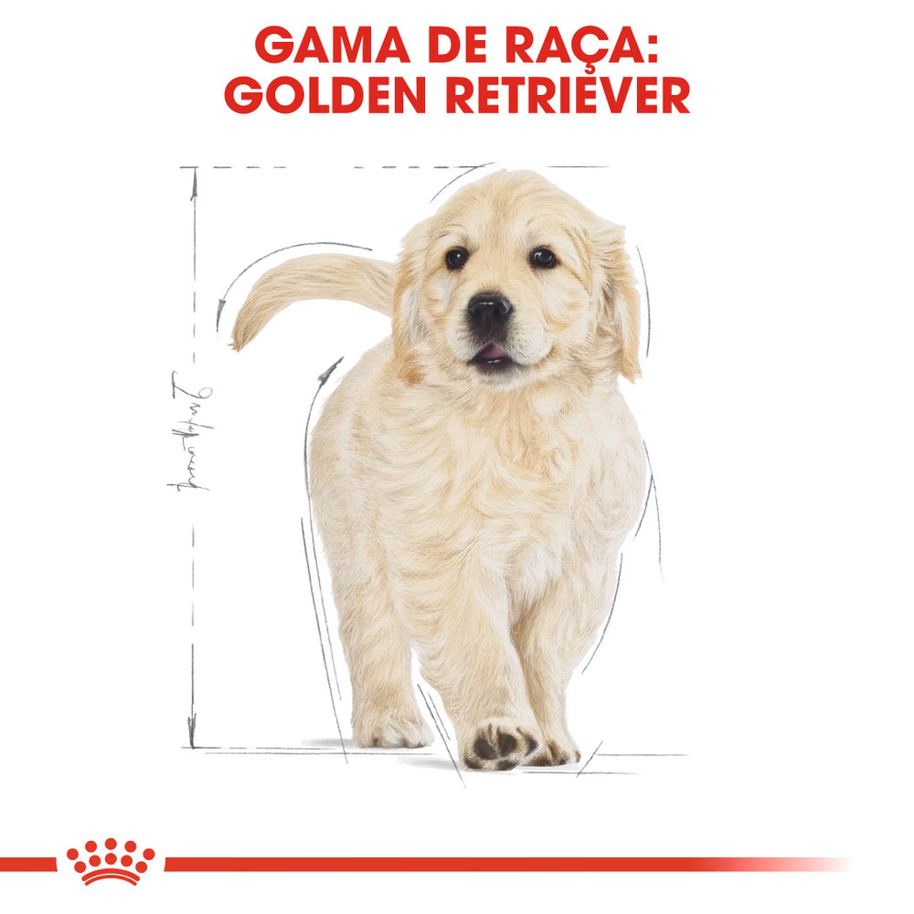 Royal Canin Golden Retriever Cachorro Perro Aves - Pienso seco para perro