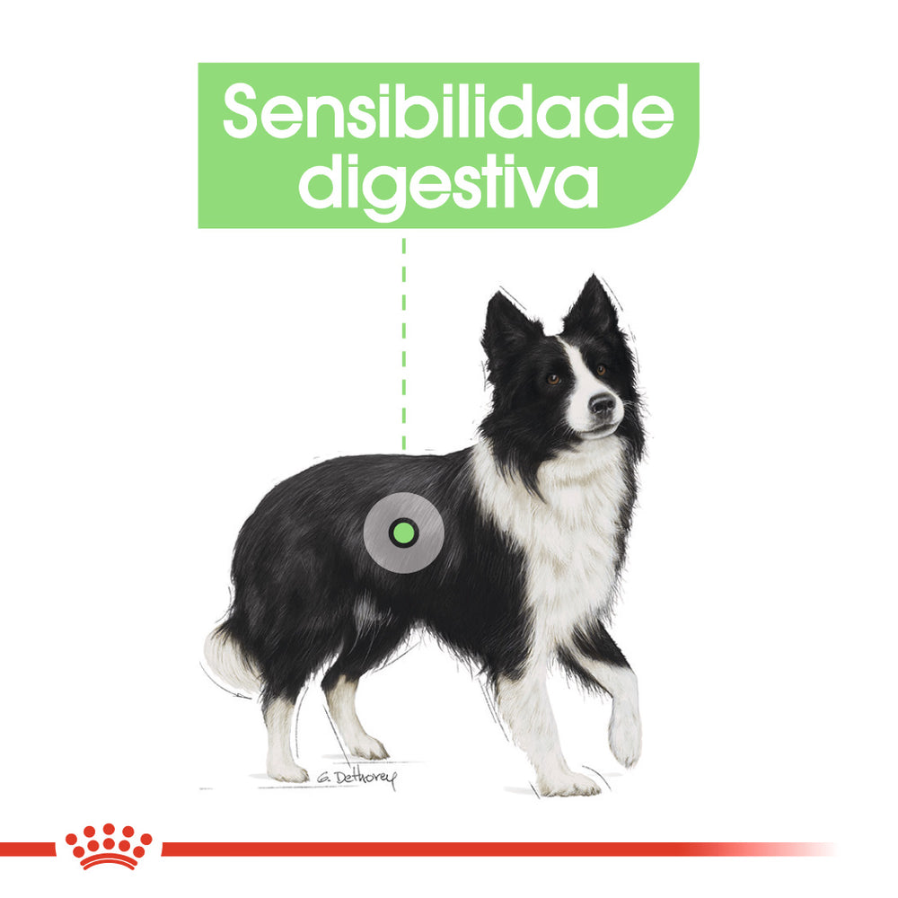 Royal Canin Medium Digestive Care Perro Aves - Pienso seco para perro con sensibilidad digestiva
