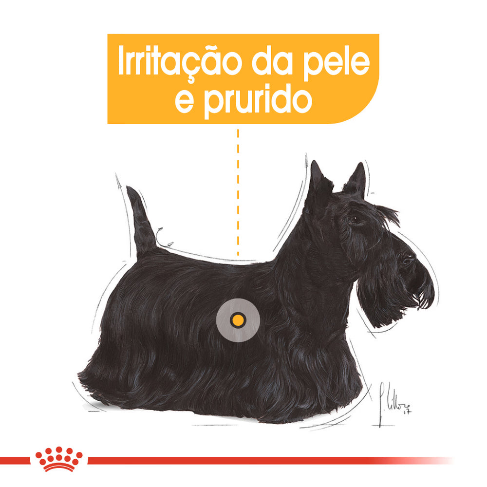 Royal Canin Mini Dermacomfort Cão - Ração seca para cão com pele sensível