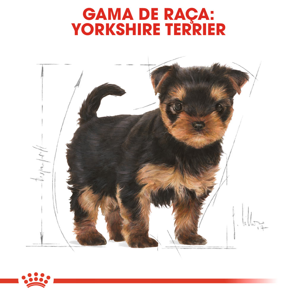 Royal Canin Yorkshire Terrier Cachorro Cão Aves - Ração seca para cão
