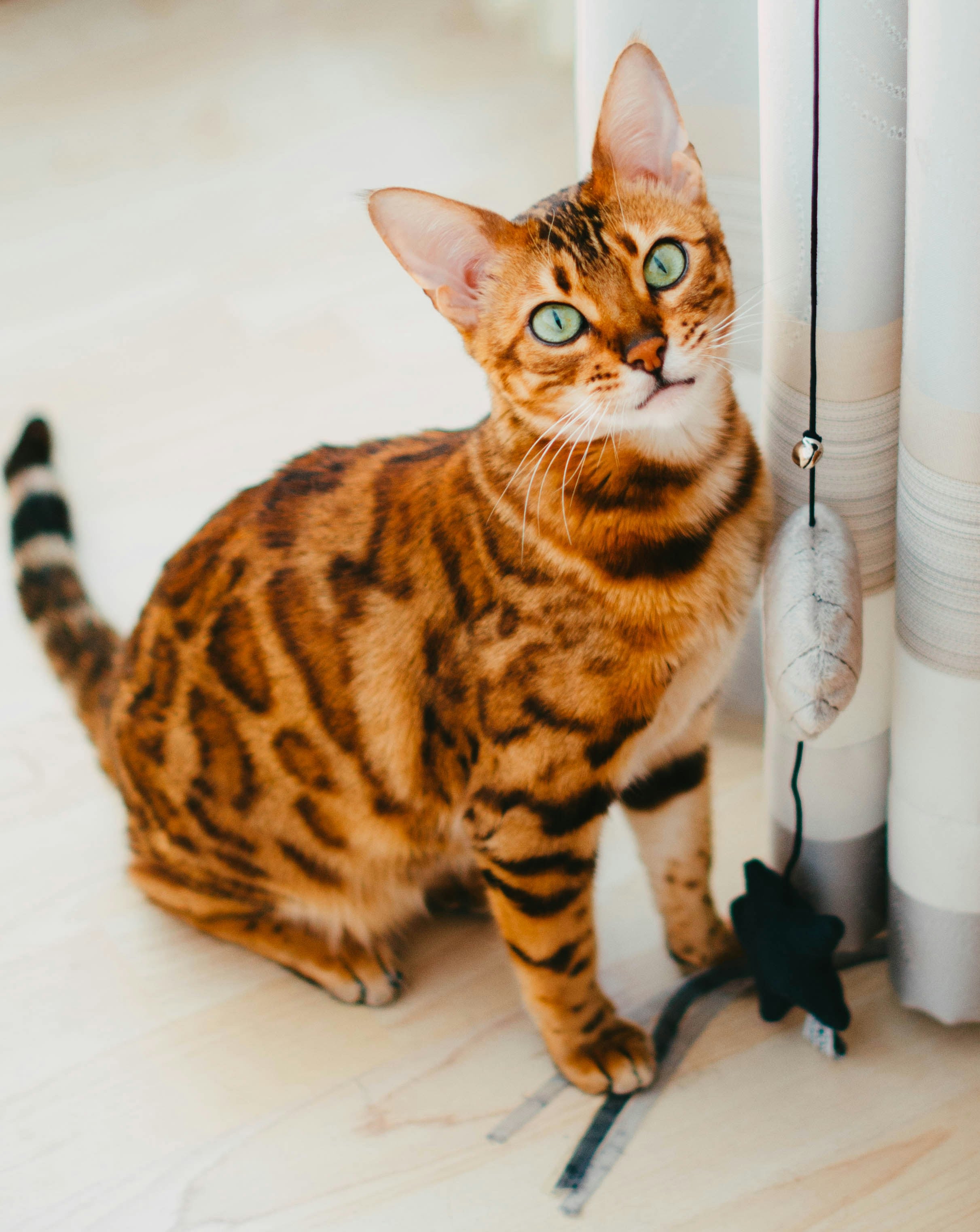 Example pet analysis