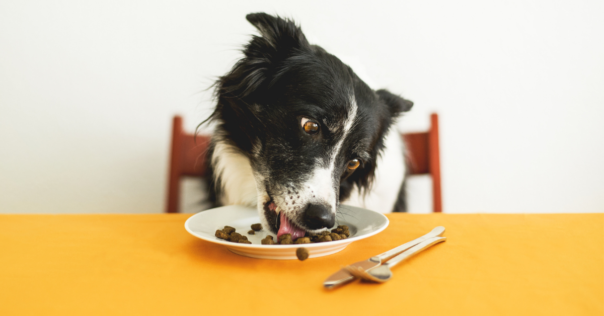 Alimentação Natural vs. Comercial: O Que é Melhor para o Seu Animal?