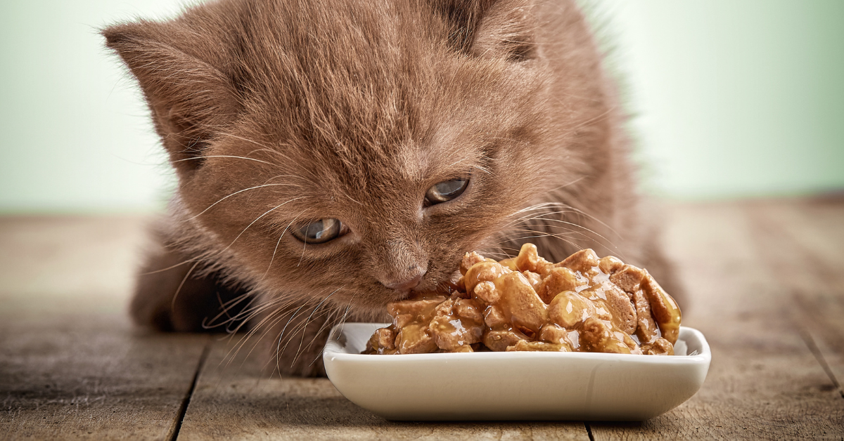 A Importância da Nutrição Adequada nas Diferentes Fases da Vida do Gato