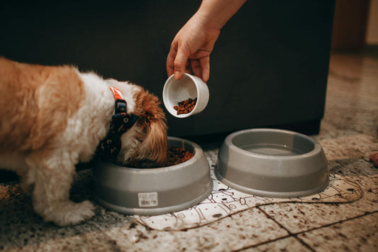 Comida Húmida ou Ração Seca? Qual a melhor opção para cães?