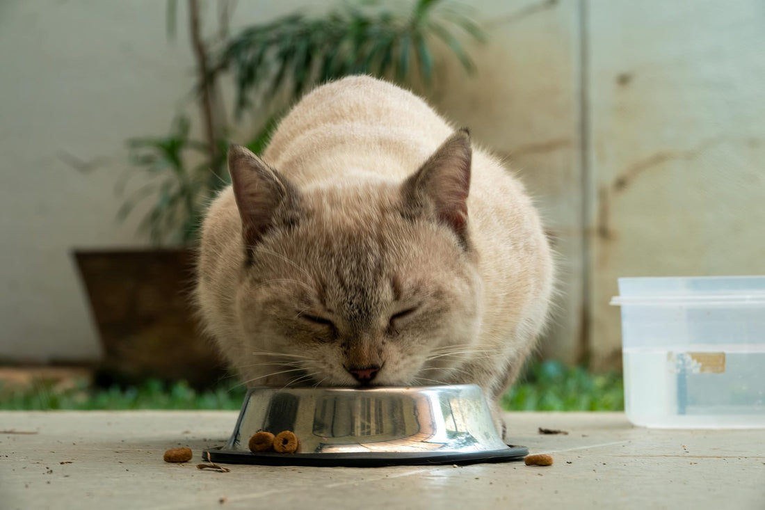 Qual é a melhor ração natural para gatos?