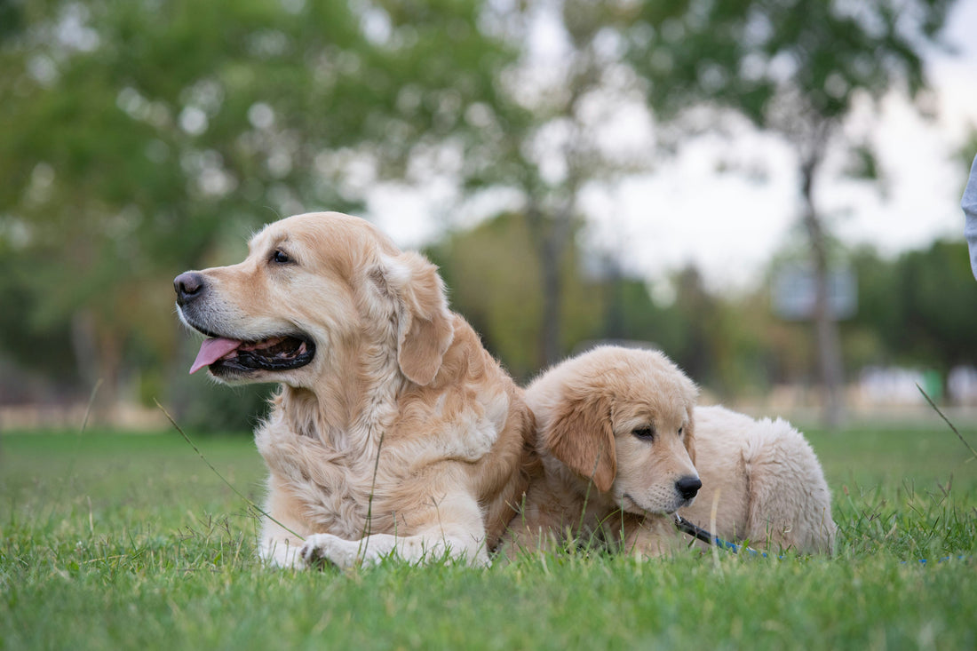 Faz mal dar ração de Cão Adulto a Cachorro ou Cão Bebé?
