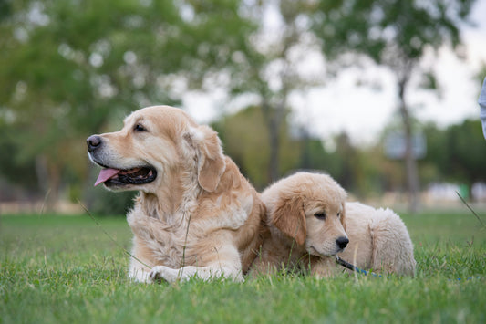 Faz mal dar ração de Cão Adulto a Cachorro ou Cão Bebé?