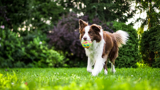 Brinquedos para cães: Mais Importantes do que Parecem
