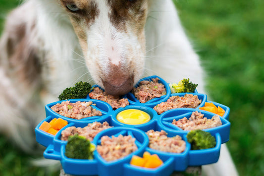 Tapetes de Alimentação Lenta: A Solução para Cães que Comem Depressa