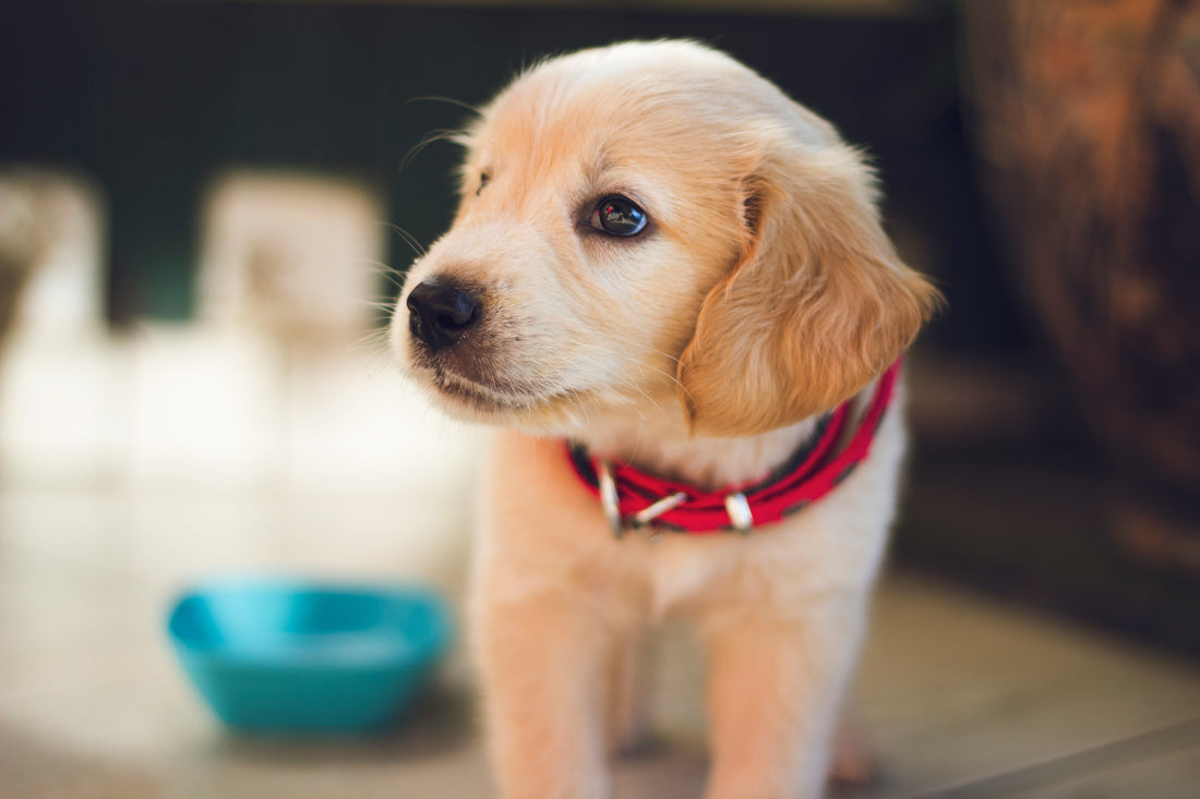 O Que Perguntar a um Criador Quando se Compra um Cachorro?