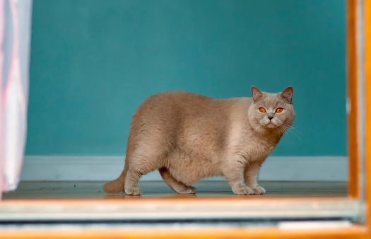 Bolsa Primordial nos Gatos: O Que É e Para que Serve?