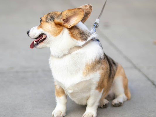 Top 5 Melhores Rações para Cães Diabéticos