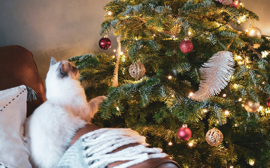 Porque é que os gatos não gostam de árvores de Natal?