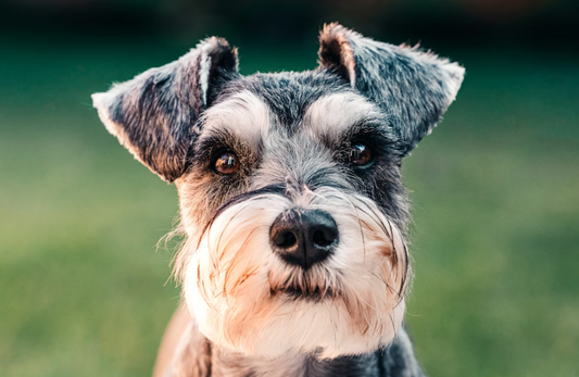 Quais as Melhores Rações para a Raça Schnauzer? (com preços)