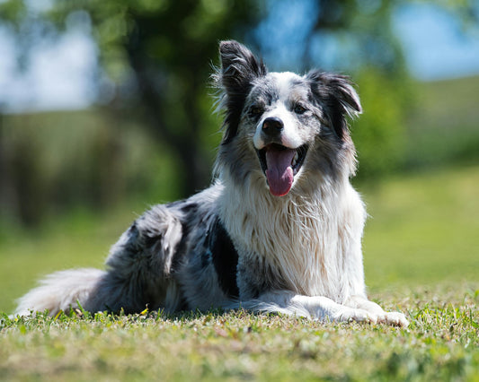 Rações ricas em Fibras para Cães | Top Melhores Rações