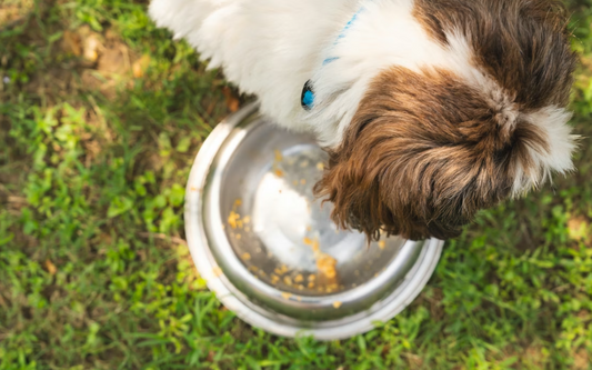 Ração à Base de Insetos: Faz Mal ao meu Animal de Estimação?