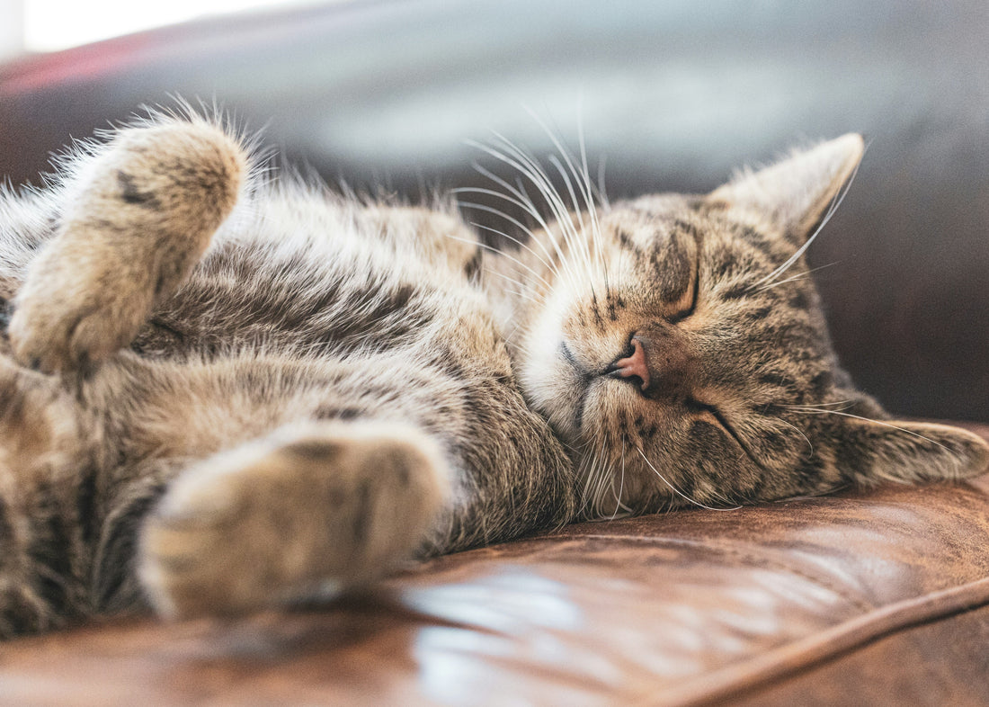 Gatos que não saem de casa: Precisam de Desparasitação?