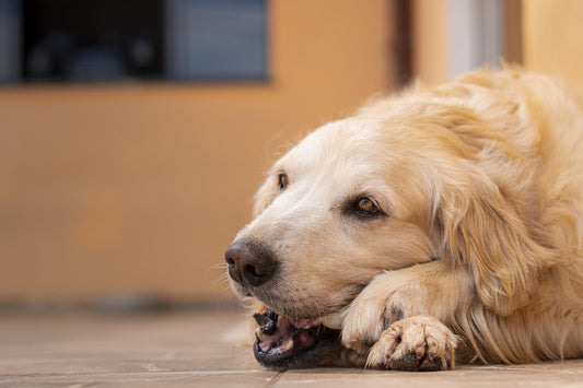 Royal Canin Low Fat: Para que Serve e Quanto Custa?