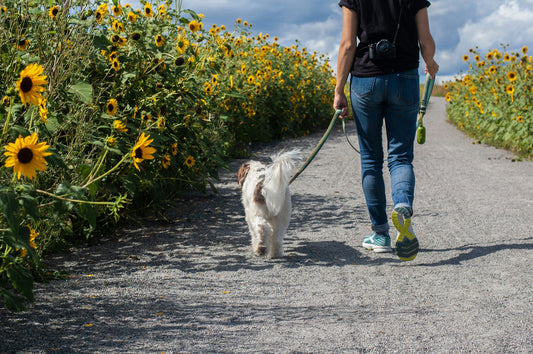 Kit Completo Para Passear o Seu Cão: Tudo o que precisa