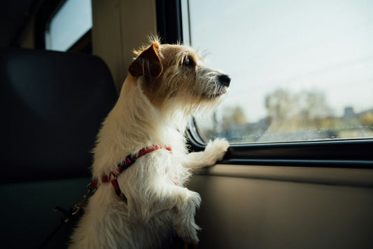 Vai viajar com o seu cão? Veja tudo o que precisa de saber