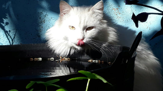 Os Gatos Precisam de Beber Mais Água no Verão?