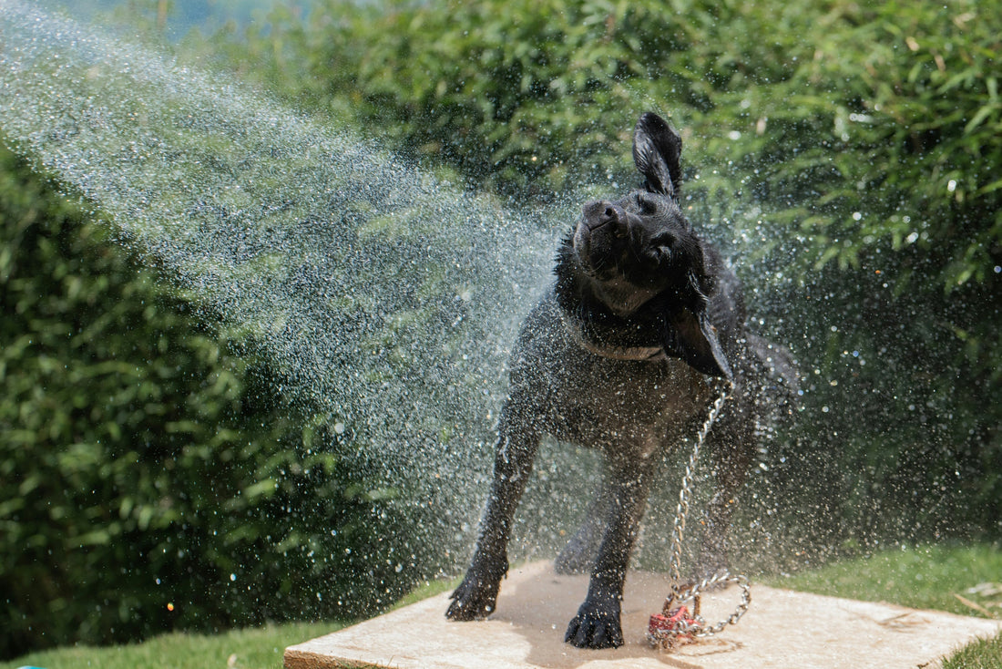 Os Cães Precisam de Beber Mais Água no Verão?