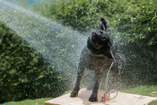 Os Cães Precisam de Beber Mais Água no Verão?