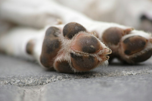 Como proteger as almofadas das patas dos cães?