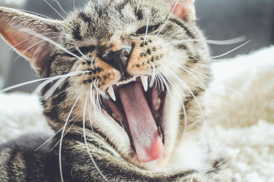 Dentes dos Gatos: Guia de Cuidados e Prevenção