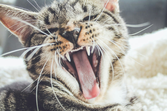 Dentes dos Gatos: Guia de Cuidados e Prevenção