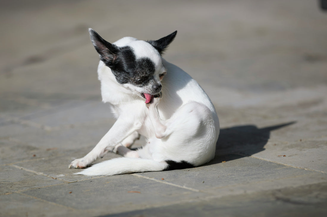 O meu cão não para de se coçar, o que pode ser ?