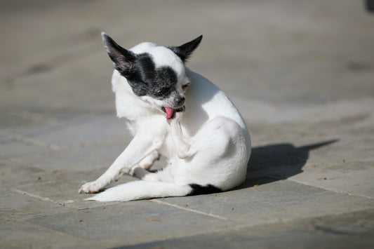 O meu cão não para de se coçar, o que pode ser ?