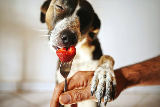Que Frutas e Legumes podem os cães podem comer ? (e o que devem evitar)