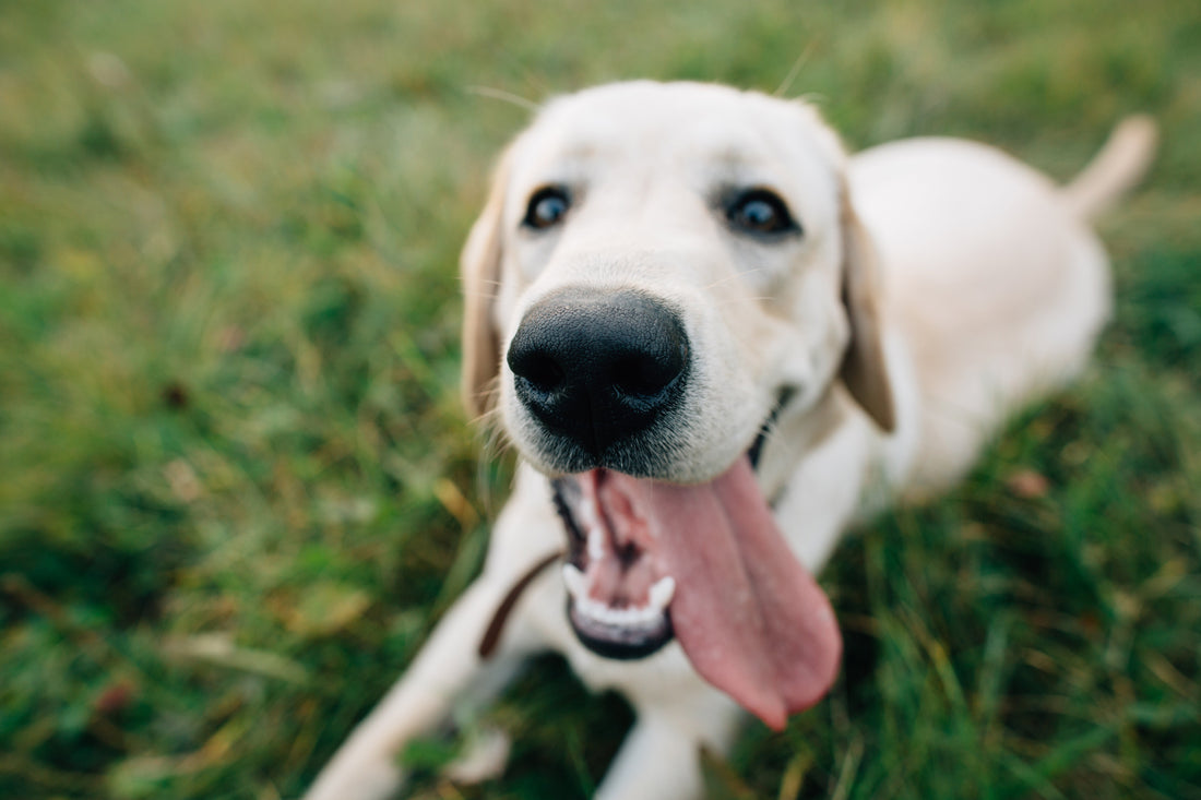 Como escolher uma boa ração para o meu cão ?