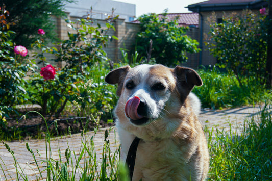 O meu cão come menos no Verão. É normal ou preocupante?