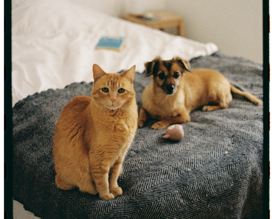 cão e gato fortiflora