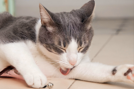 Melhores Rações Hipoalergénicas para Gatos: Qual Escolher?