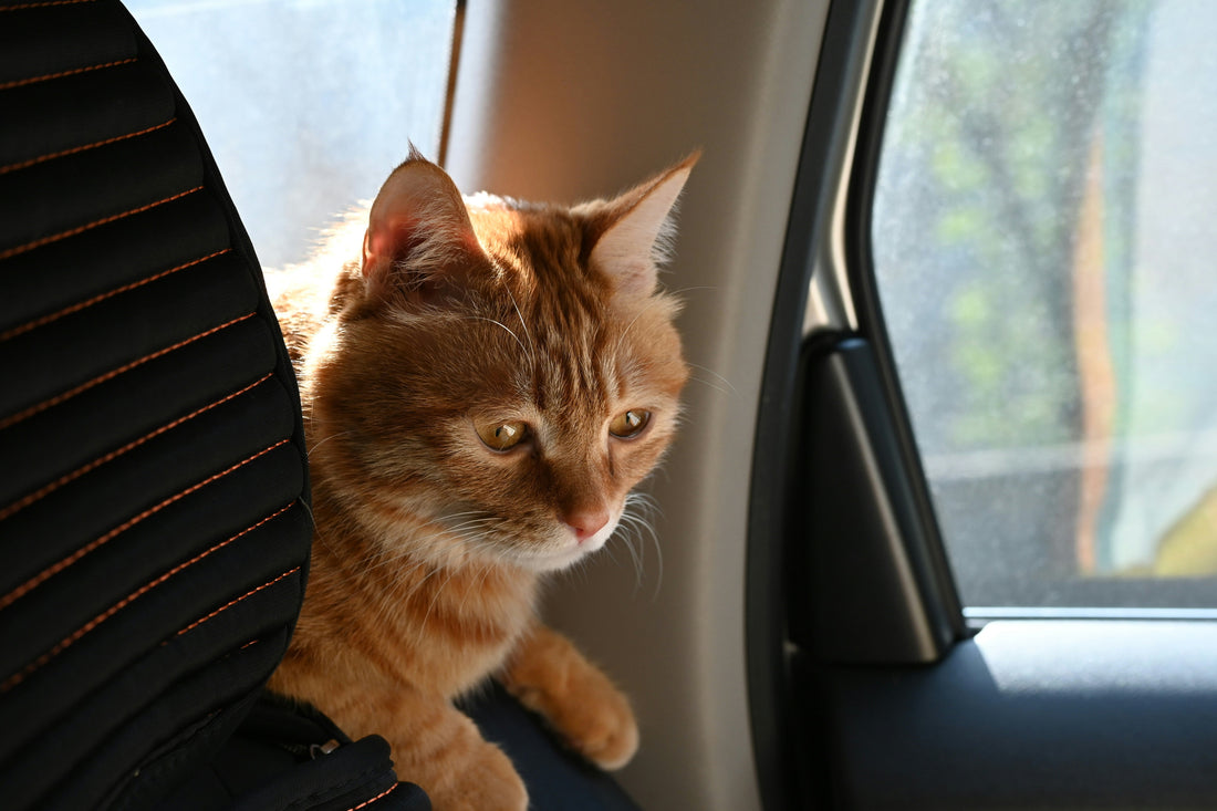 Vai viajar com o seu gato? Veja tudo o que precisa de saber