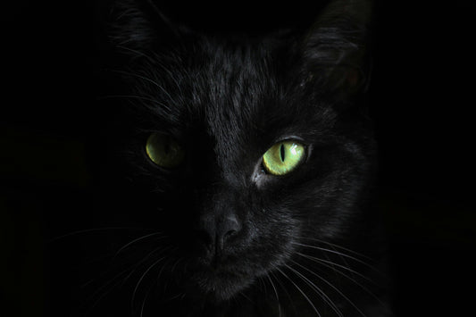 Gato Preto Dá Azar? A Verdadeira Origem da Superstição