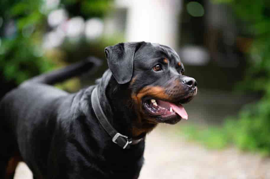 Melhores Rações para raça Rottweiler (com preços)
