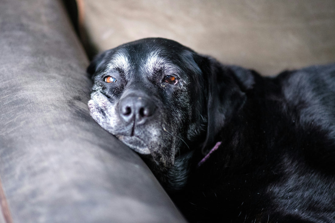 Descubra como o Frio afeta os Cães mais Velhos