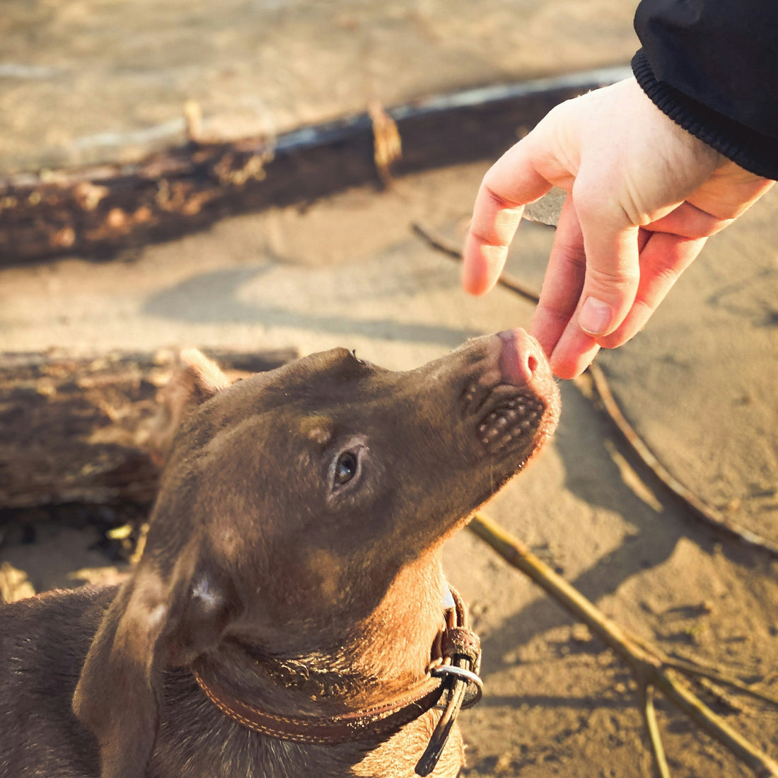 Qual é a melhor ração natural para cães?