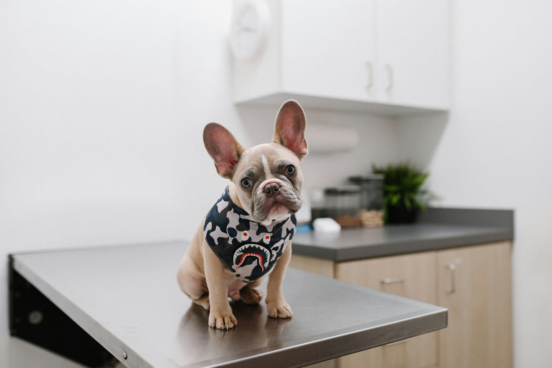 cão_veterinário
